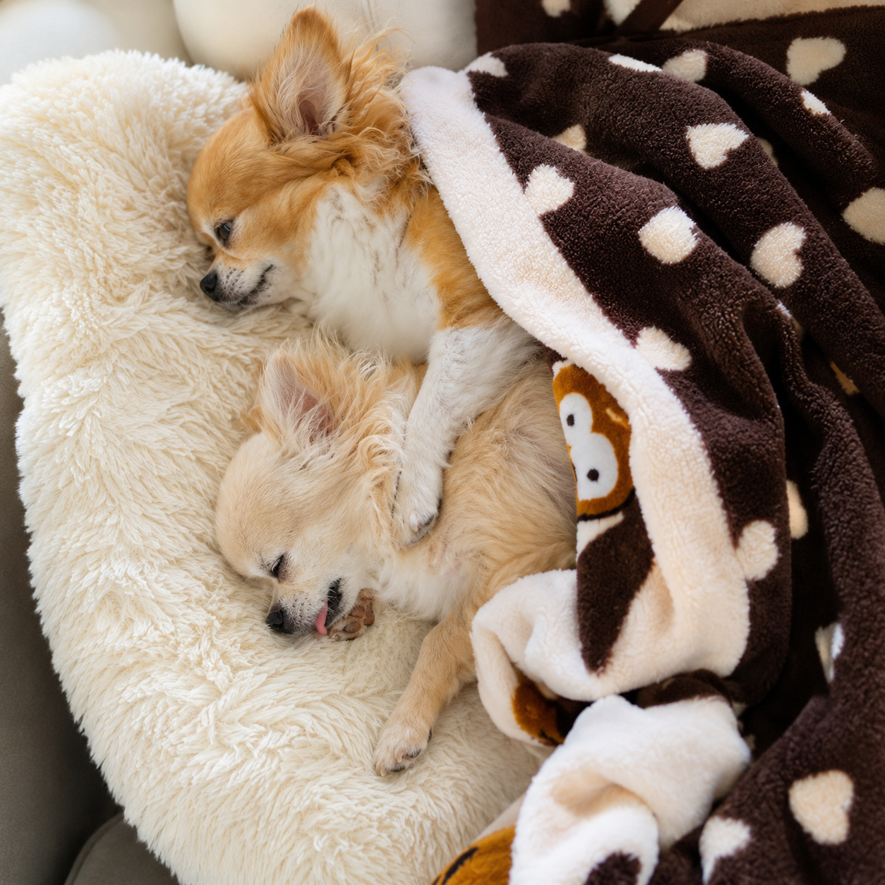 Chihuahuas sleeping with blanket